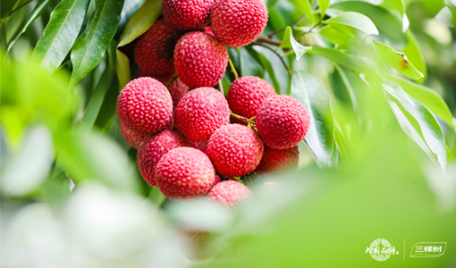 Eighteen Years of Youthful Aspiration——15th 3TREES Litchi Culture Festival Successfully Concludes